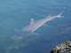 White Tipped Reef Shark (Triaenodon obesus)