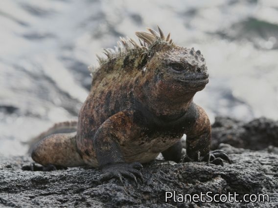 Galapagos Marine Iguana (Amblyrhynchus cristatus)
