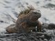 Galapagos Marine Iguana (Amblyrhynchus cristatus)