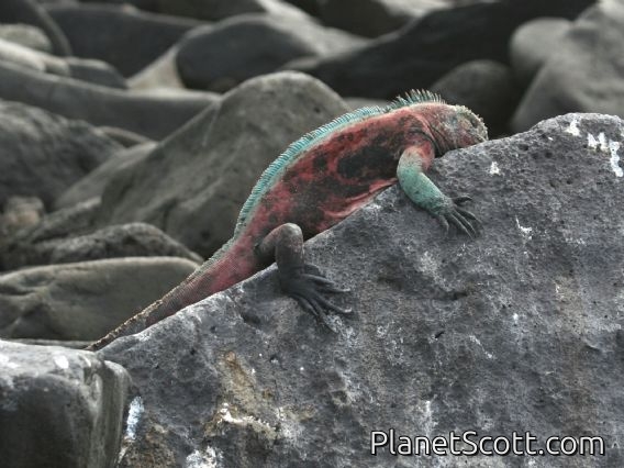 Galapagos Marine Iguana (Amblyrhynchus cristatus)