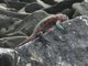 Galapagos Marine Iguana (Amblyrhynchus cristatus)