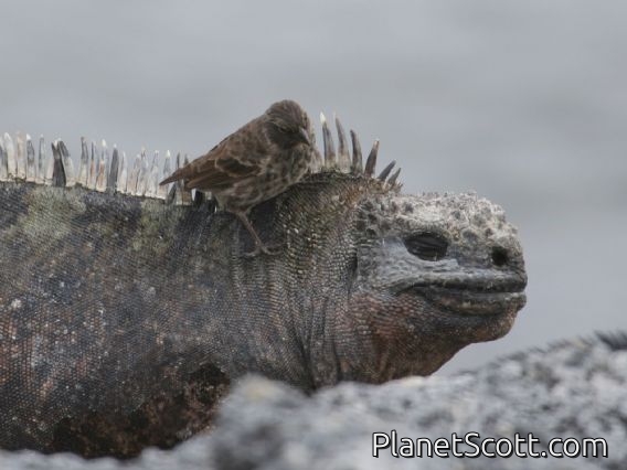 Galapagos Marine Iguana (Amblyrhynchus cristatus) with Small Ground Finch