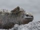 Galapagos Marine Iguana (Amblyrhynchus cristatus) with Small Ground Finch