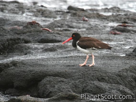 American Oystercatcher (Haematopus palliatus)