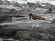 American Oystercatcher (Haematopus palliatus)