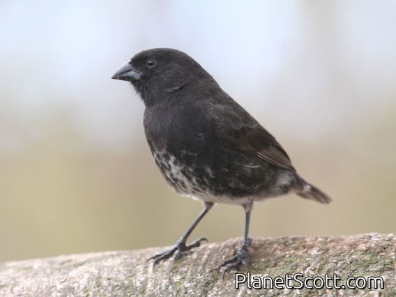 Small Ground-Finch (Geospiza fuliginosa)