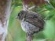 Small Ground-Finch (Geospiza fuliginosa) 