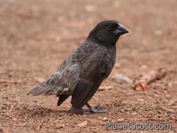 Medium Ground-Finch (Geospiza fortis) Male