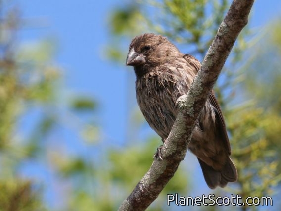 Medium Ground-Finch (Geospiza fortis) Female