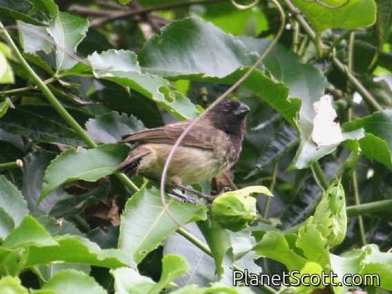 Vegetarian Finch (Camarhynchus crassirostris)