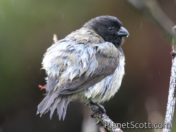 Small Tree-Finch (Camarhynchus parvulus) Male