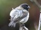 Small Tree-Finch (Camarhynchus parvulus) Male