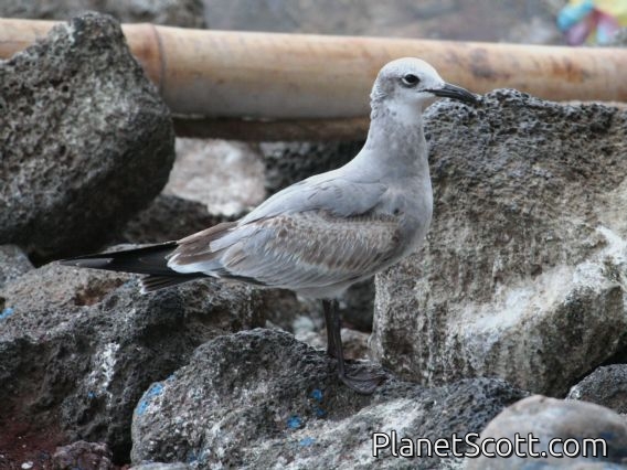 Laughing Gull (Larus atricilla)
