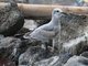 Laughing Gull (Larus atricilla)