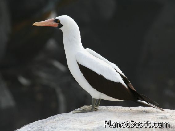 Nazca Booby (Sula granti)