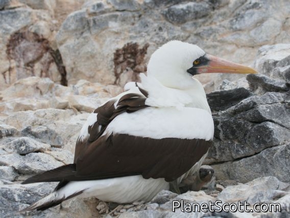 Nazca Booby (Sula granti) With Chick