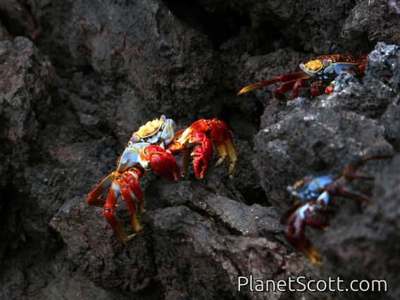 Sally Lightfoot Crab (Grapsus grapsus)