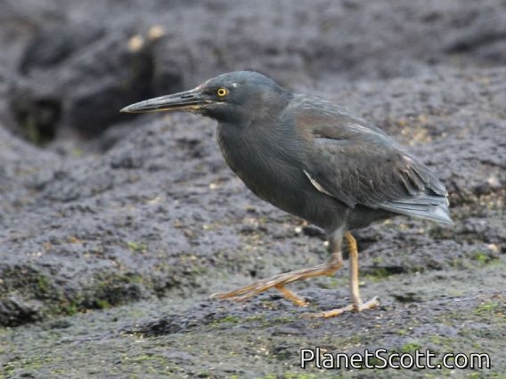 Galapagos Heron (Butorides sundevalli)