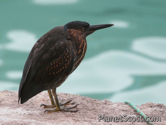 Galapagos Heron (Butorides sundevalli)