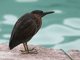 Lava Heron (Butorides sundevalli)