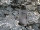Galapagos fur seal (Arctocephalus galapagoensis) Juvenile