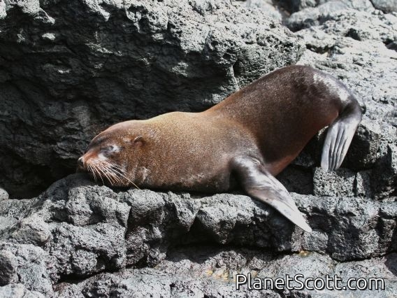 Galapagos fur seal (Arctocephalus galapagoensis) Male