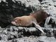 Galapagos fur seal (Arctocephalus galapagoensis) Male