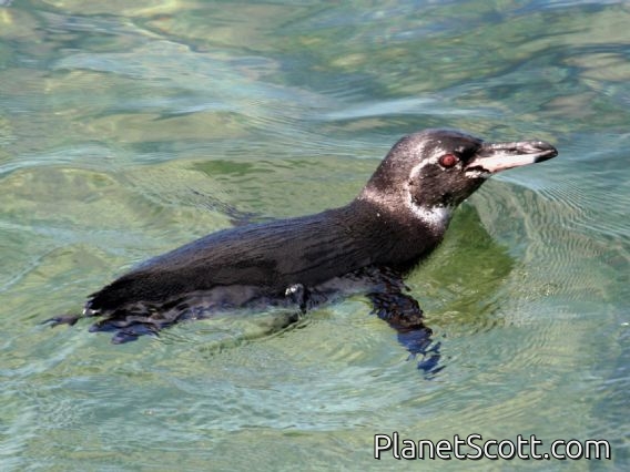 Galapagos Penguin (Spheniscus mendiculus)