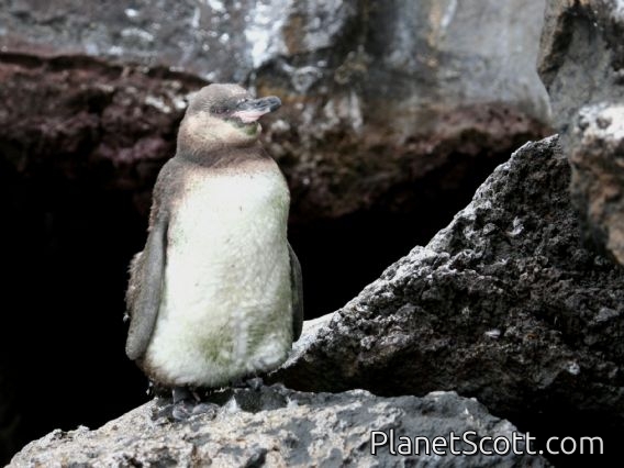 Galapagos Penguin (Spheniscus mendiculus) Juvenile