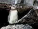 Galapagos Penguin (Spheniscus mendiculus) Juvenile