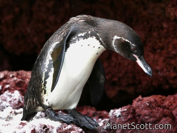 Galapagos Penguin (Spheniscus mendiculus)