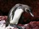 Galapagos Penguin (Spheniscus mendiculus) 