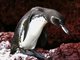 Galapagos Penguin (Spheniscus mendiculus)