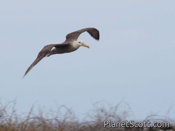 Waved Albatross (Diomedea irrorata)