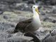 Waved Albatross (Diomedea irrorata)