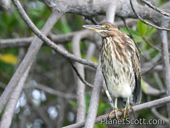 Striated Heron (Butorides striatus)