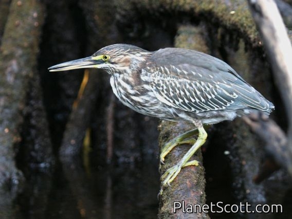 Lava Heron (Butorides sundevalli)