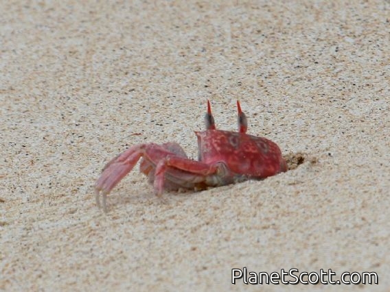 Galapagos Ghost Crab (Ocypode gaudichaudii )
