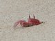 Galapagos Ghost Crab (Ocypode gaudichaudii )