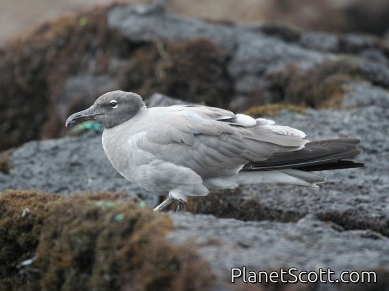 Lava Gull (Larus fuliginosus)