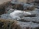 Lava Gull (Larus fuliginosus)