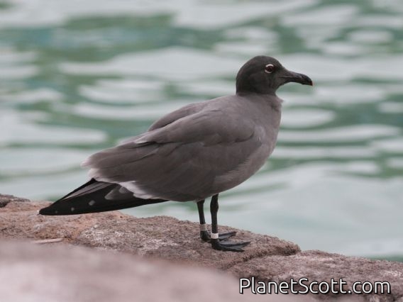 Lava Gull (Larus fuliginosus)
