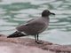 Lava Gull (Larus fuliginosus)