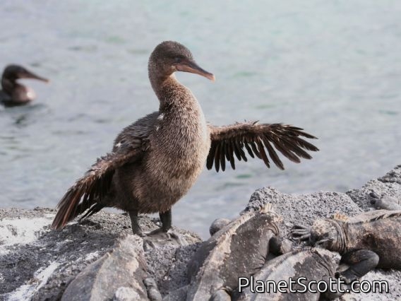Flightless Cormorant (Phalacrocorax harrisi) And Friends