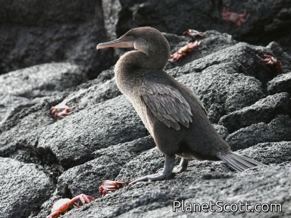 Flightless Cormorant (Phalacrocorax harrisi)