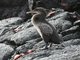 Flightless Cormorant (Phalacrocorax harrisi)
