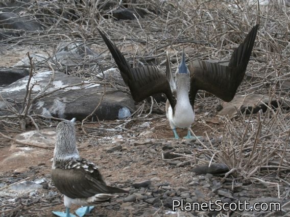 Blue-footed Booby (Sula nebouxii)
