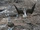 Blue-footed Booby (Sula nebouxii)