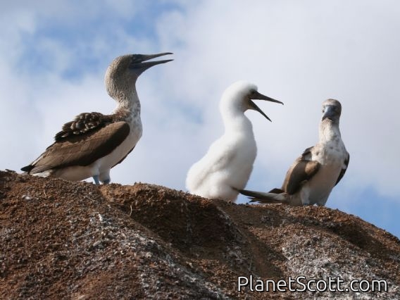 Blue-footed Booby (Sula nebouxii)