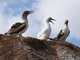 Blue-footed Booby (Sula nebouxii)